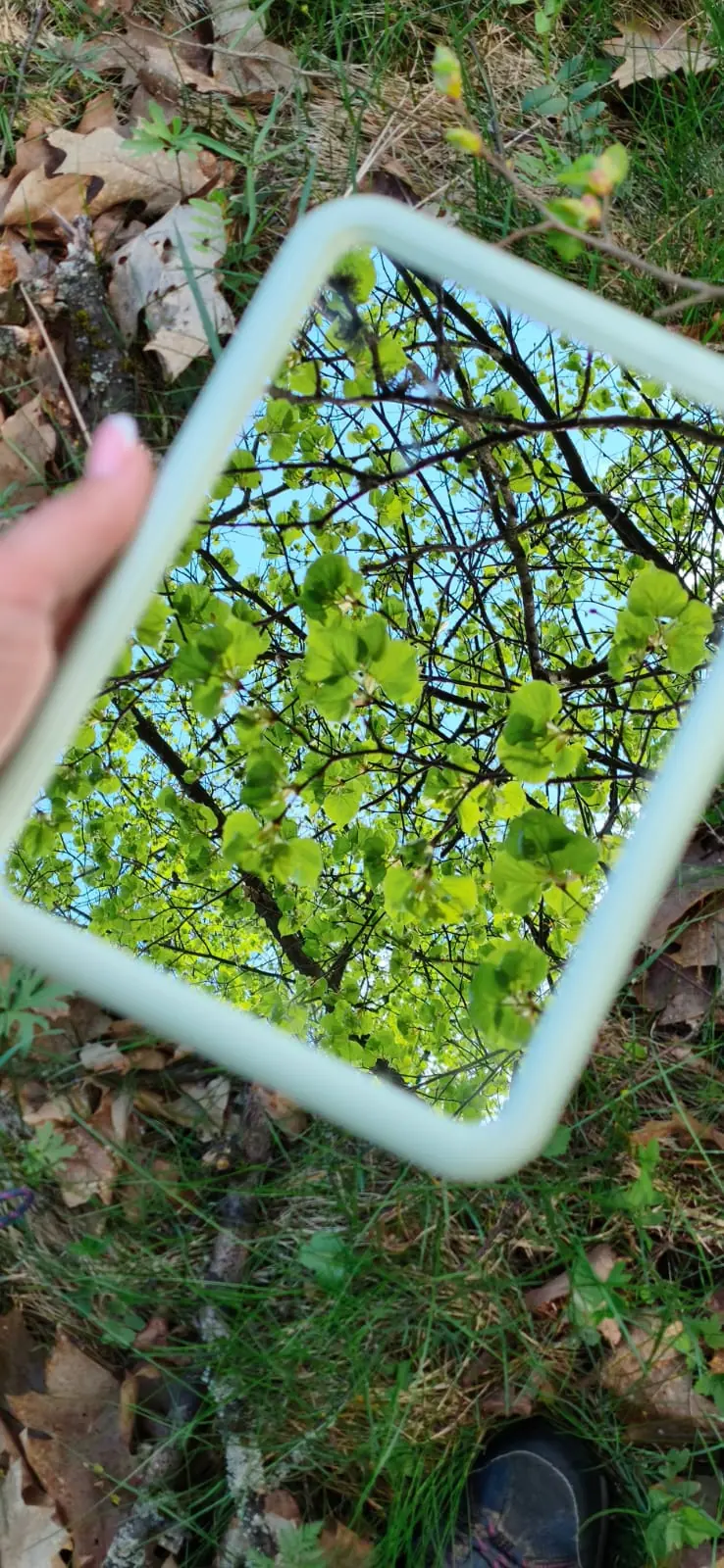 Lusterko trzymane nad ściółką leśną, odbijające korony drzew i wiosenne liście